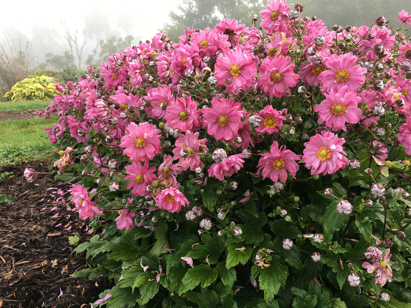 wall garden