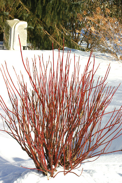 Cornus