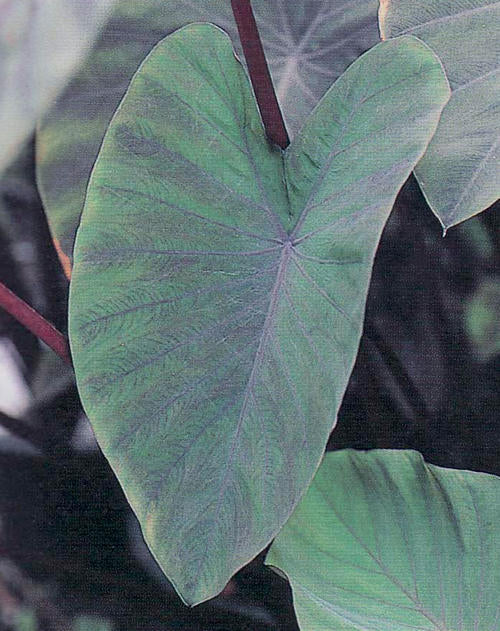 "Heart of the Jungle" Colocasia Elephant Ear