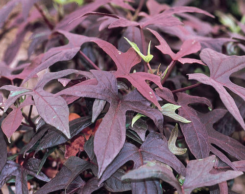 Ipomoea "Blackie"