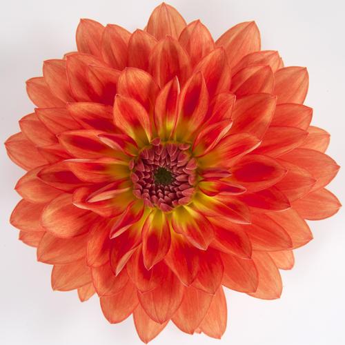 "Dalina" Grande Emilio Dahlia