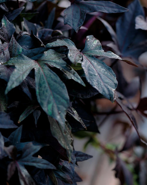 Ipomoea "Blackie"