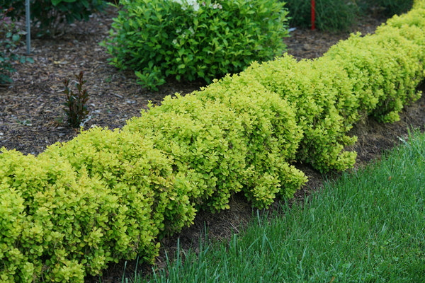 Berberis Mini Saffron