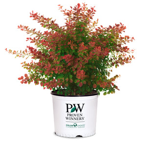 Berberis thunbergii