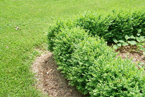NORTH STAR¨ boxwood