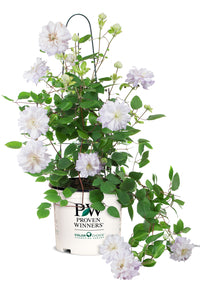 Clematis 'Diamond Ball'