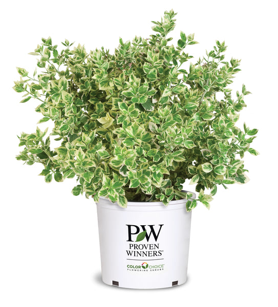 Euonymus White Album