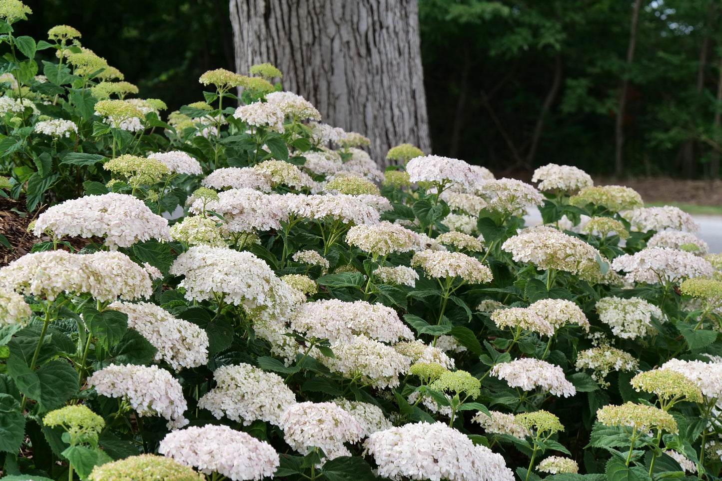 Wee White Hydrangea