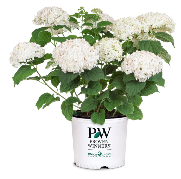 Wee White Hydrangea