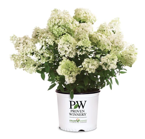 BOBO hydrangea