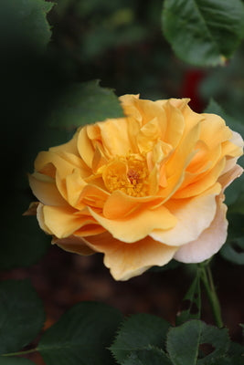 Rose -Rise Up Amberness