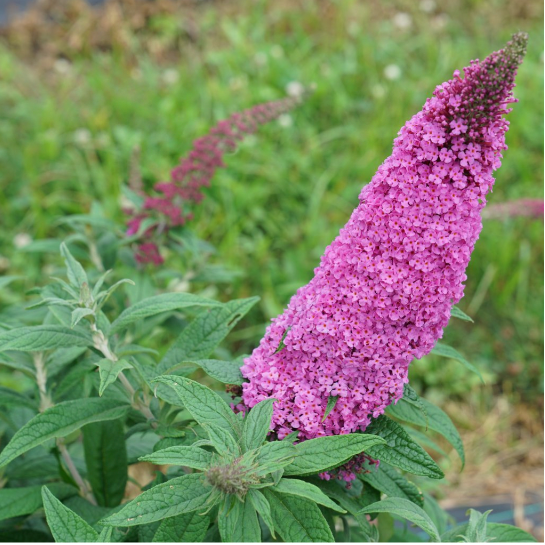Buddleia Pugster (Pinker)