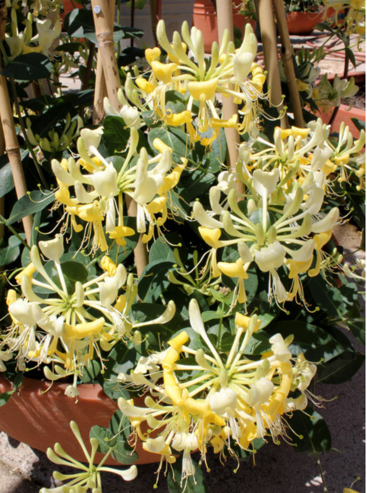 Lonicera 'Scentsation"