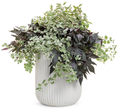 Ipomoea "Blackie"
