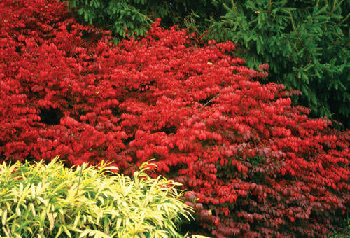 Euonymus Fire Ball