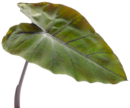 "Heart of the Jungle" Colocasia Elephant Ear
