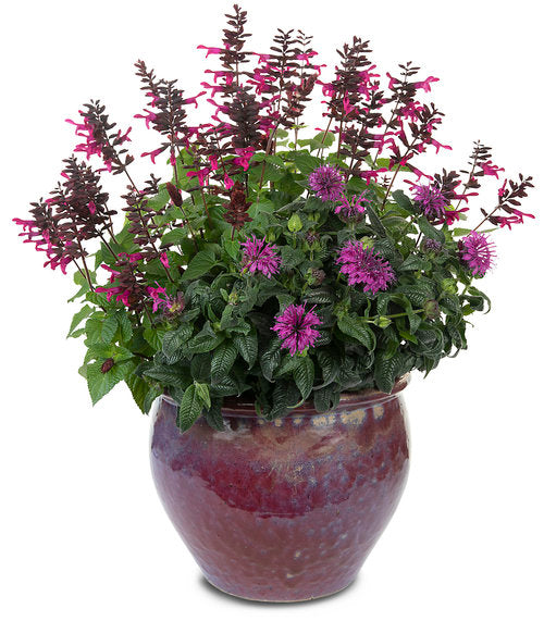 "Rockin' Fuschia" Salvia