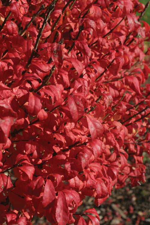 Euonymus Fire Ball