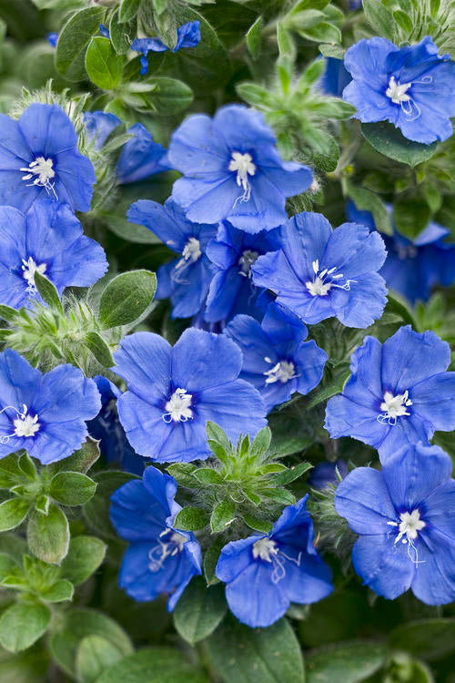 "Blue My Mind" Evolvulus Dwarf Morning Glory