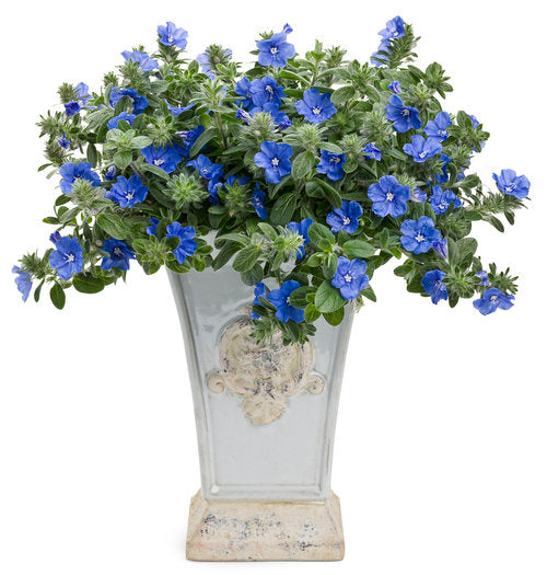 "Blue My Mind" Evolvulus Dwarf Morning Glory
