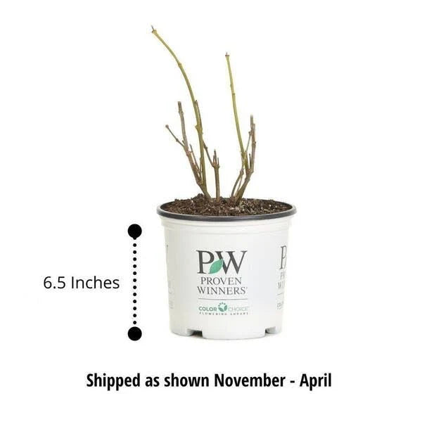 Bulk discount on proven winners hydrangeas