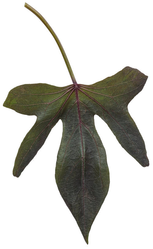 Ipomoea "Blackie"