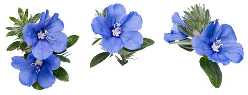 "Blue My Mind" Evolvulus Dwarf Morning Glory