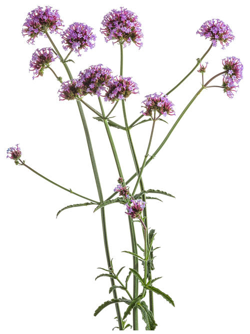 "Meteor Shower" Verbena Bonariensis