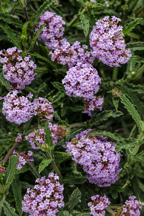 "Meteor Shower" Verbena Bonariensis