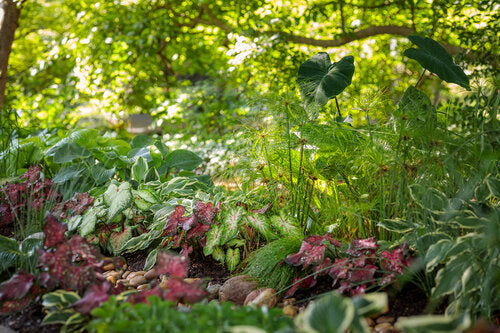 "Heart of the Jungle" Colocasia Elephant Ear