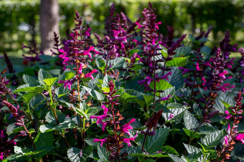 "Rockin' Fuschia" Salvia