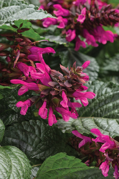 "Rockin' Fuschia" Salvia