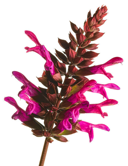 "Rockin' Fuschia" Salvia