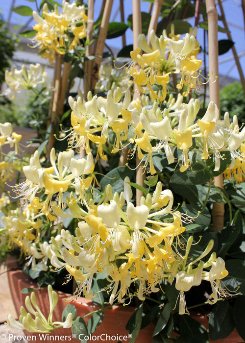 Lonicera 'Scentsation"