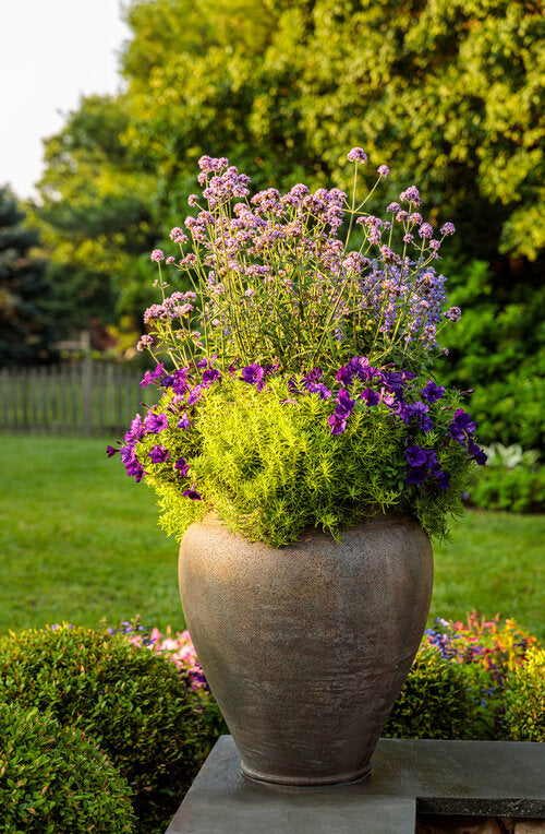 "Meteor Shower" Verbena Bonariensis