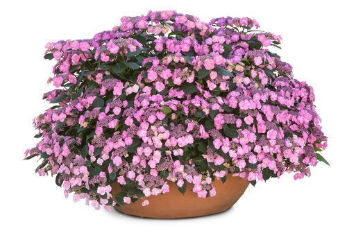 Hydrangea Serrata "Tuff Stuff"