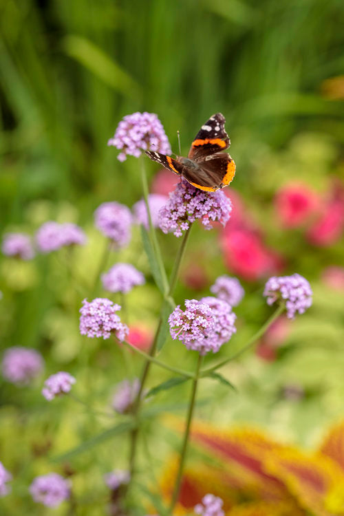 "Meteor Shower" Verbena Bonariensis