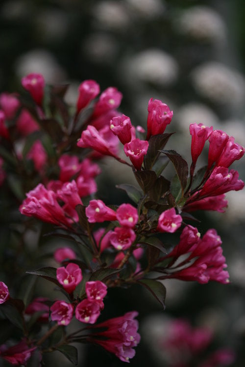 Wine & Roses Weigela