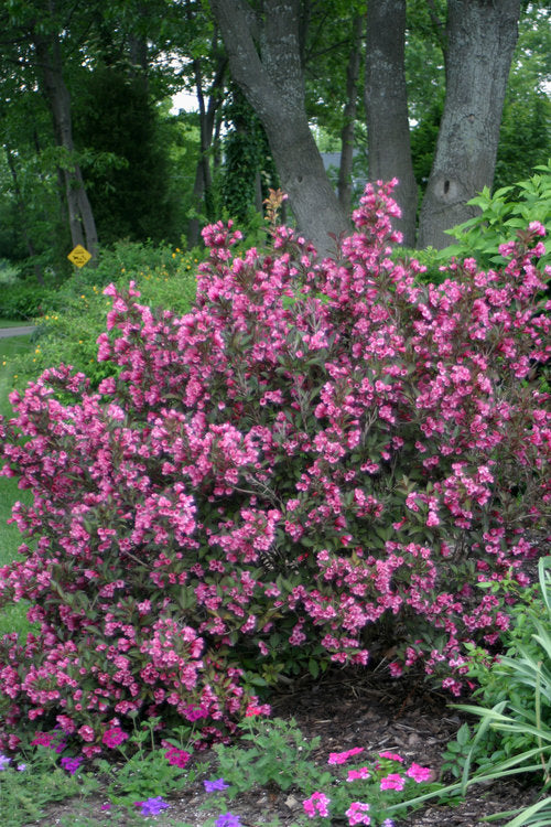 Wine & Roses Weigela