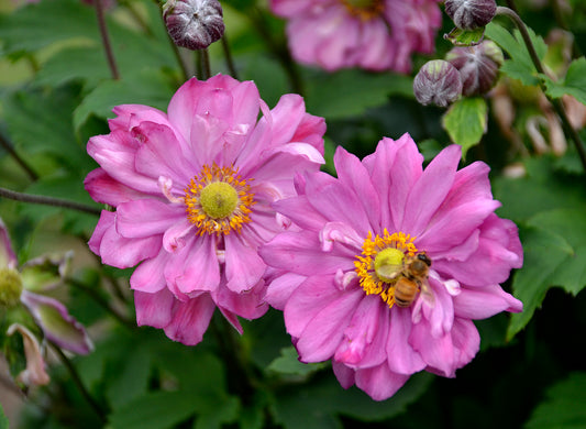 Anemone fall in love sweetly
