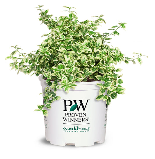 Euonymus White Album