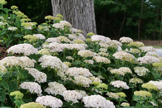 Wee White Hydrangea