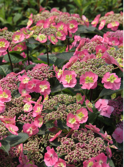 Hydrangea Serrata "Tuff Stuff"