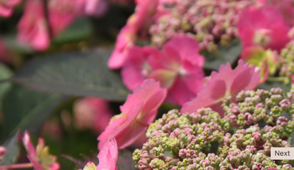 Hydrangea Serrata "Tuff Stuff"