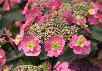 Hydrangea Serrata "Tuff Stuff"