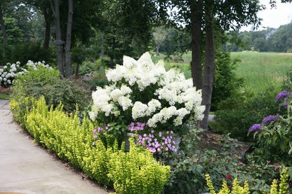 Bobo Panicle Hydrangea