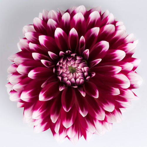 Dalina "Grande Cancun" Dahlia Hybrid