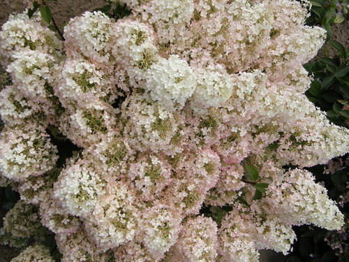 Bobo Panicle Hydrangea