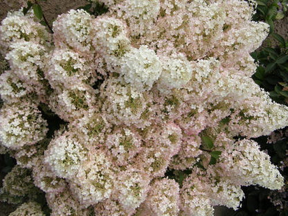 Bobo Panicle Hydrangea