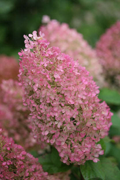 Bobo Panicle Hydrangea